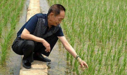 吃瓜爆料袁隆平视频播放,揭秘杂交水稻背后的故事